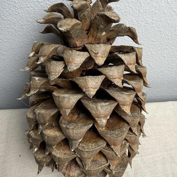 Giant Coulter Pine Cone 7-10 INCHES - Picture 5 of 9